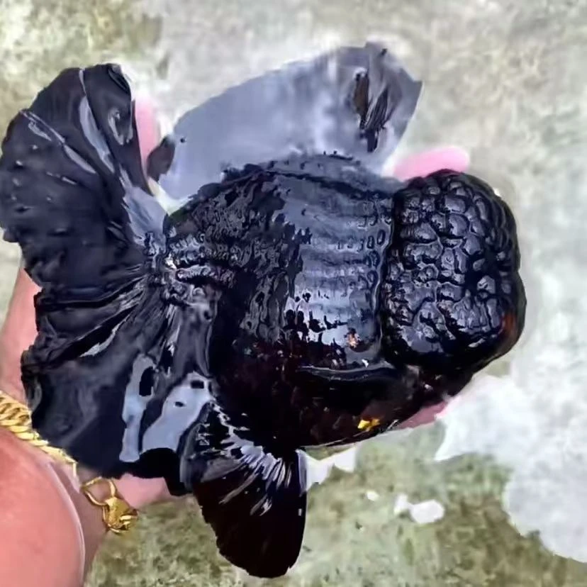 精品大体千褶泰狮冷水鱼元宝身娃娃脸大头瘤渔场直发便宜实惠耐活