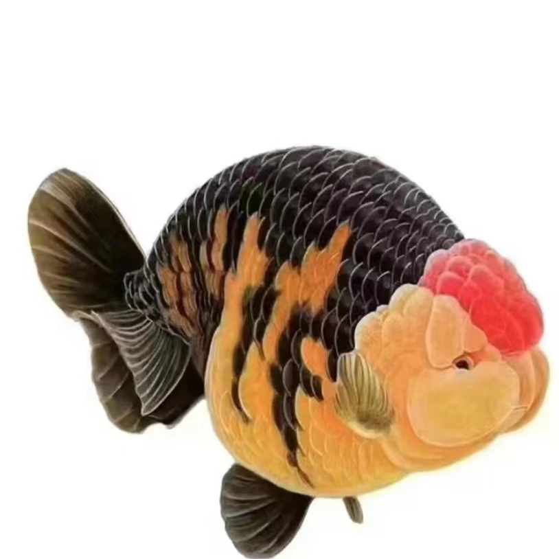 潘氏精选兰寿五花奶牛红白玉兔元宝体大头瘤娃娃脸渔场直销