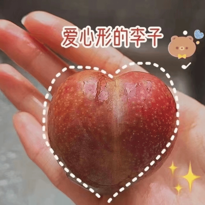 桃型李子 超级甜3斤48