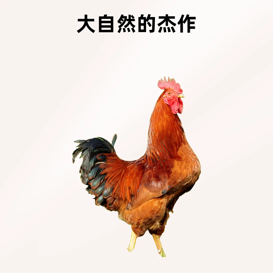 京东邮，公鸡（可改价)