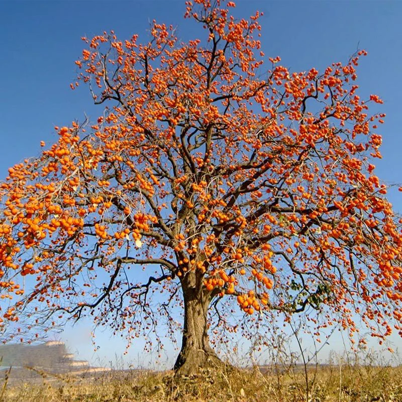 柿子树南北方种植柿子树火晶柿子脆甜柿子磨盘柿子巧克力柿子树