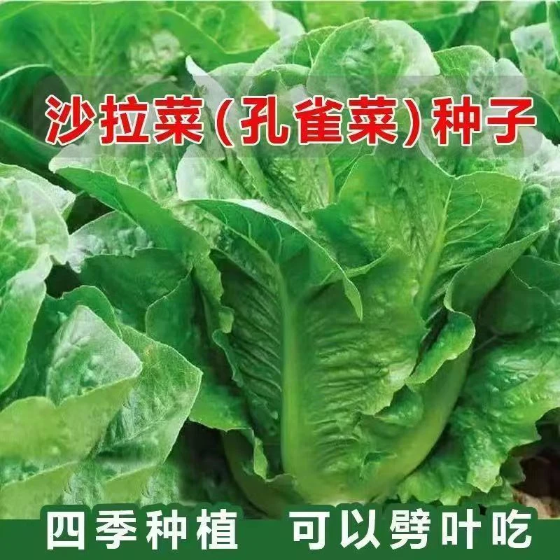 (拍2发3)孔雀菜种子四季种植沙拉生菜种籽耐寒阳台盆栽蔬菜种孑
