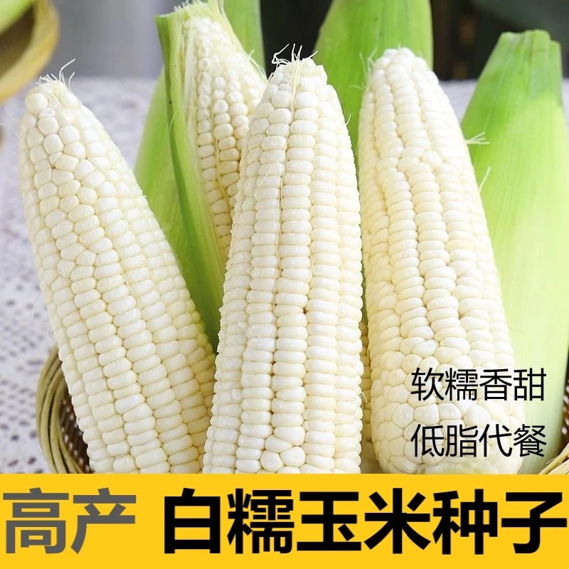 (拍2发3)水果玉米粘玉米种籽糯甜糯玉米种子水果玉米播种蔬菜籽春