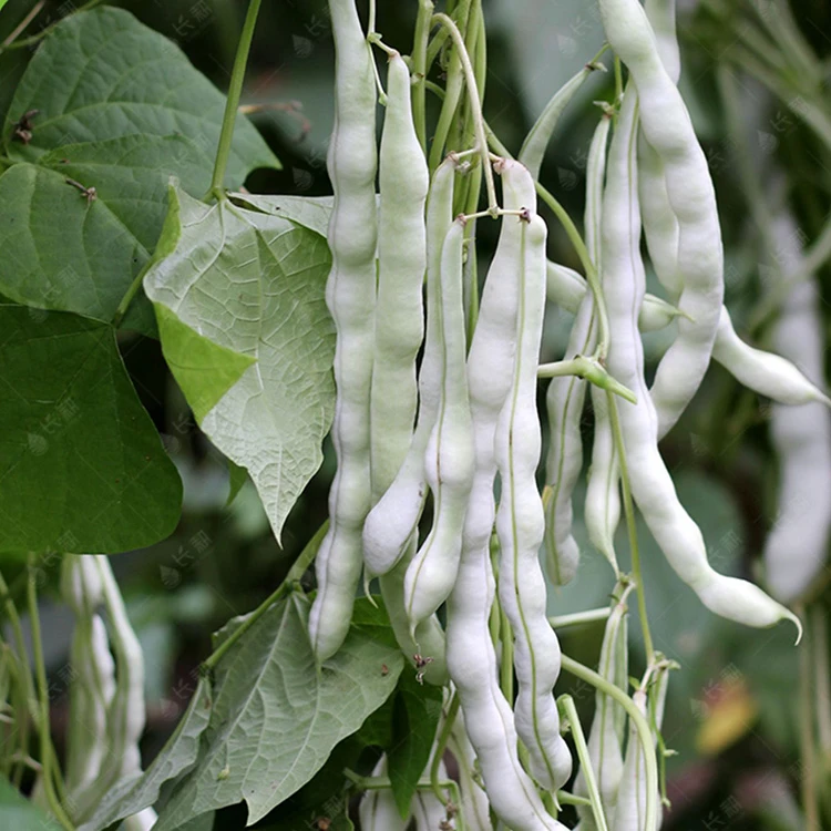(拍2发3)九粒白芸豆种子白不老豆角种籽高产春秋季四季豆角种孑
