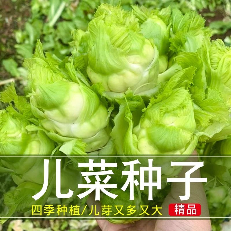 （拍2发3）四川儿菜种子早熟抱子芥娃娃菜胖秋季阳台四季蔬菜种籽