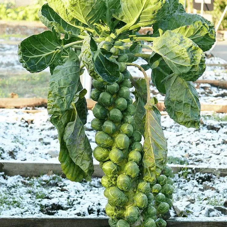 (拍2发3)孢子甘蓝种子盆栽地栽观赏蔬菜春秋播阳台种植蔬菜种籽