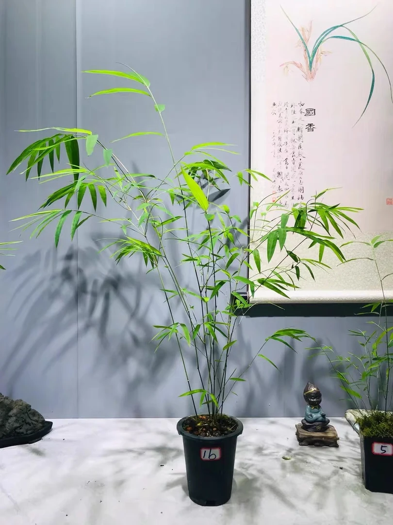 【直播间一物一拍】红观音竹 红竹 紫寒竹 内门竹 佛肚竹 植物绿植