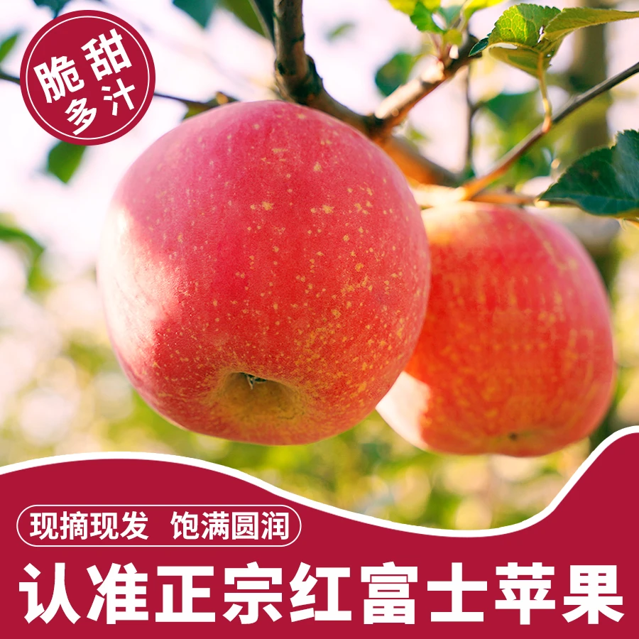 【2024头茬树上熟】山东烟台红富士 坏果包赔 整箱5斤 苹果源头直采