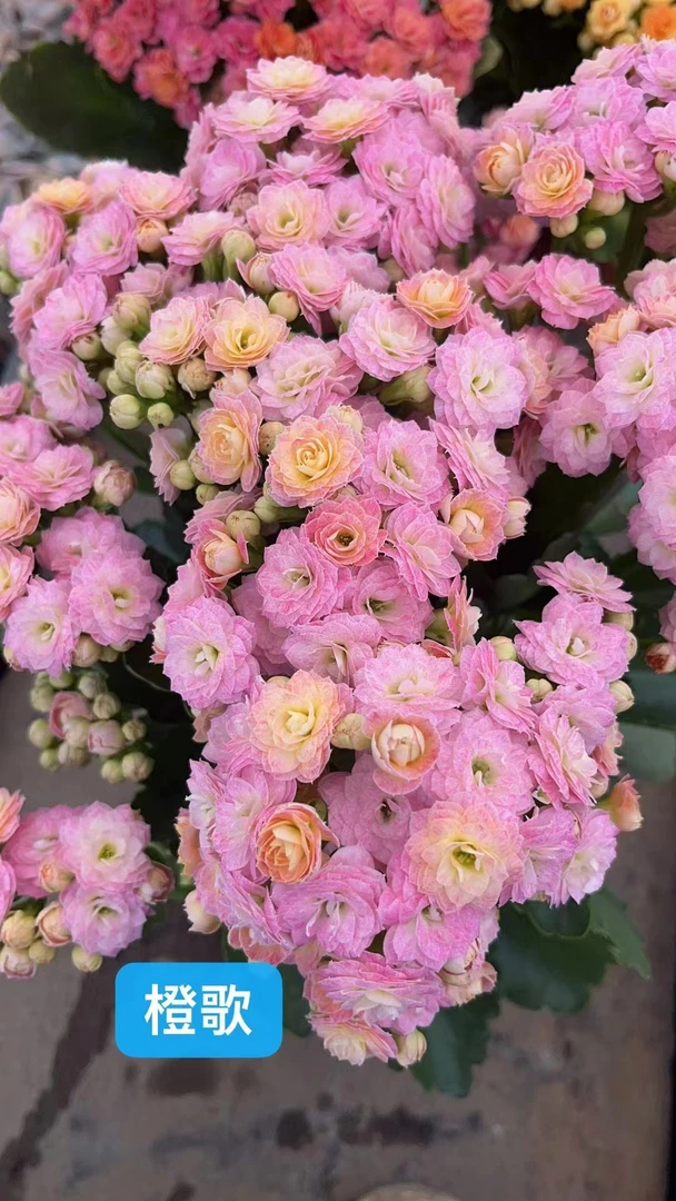 浪漫樱花  精品长寿  春夏秋冬花卉