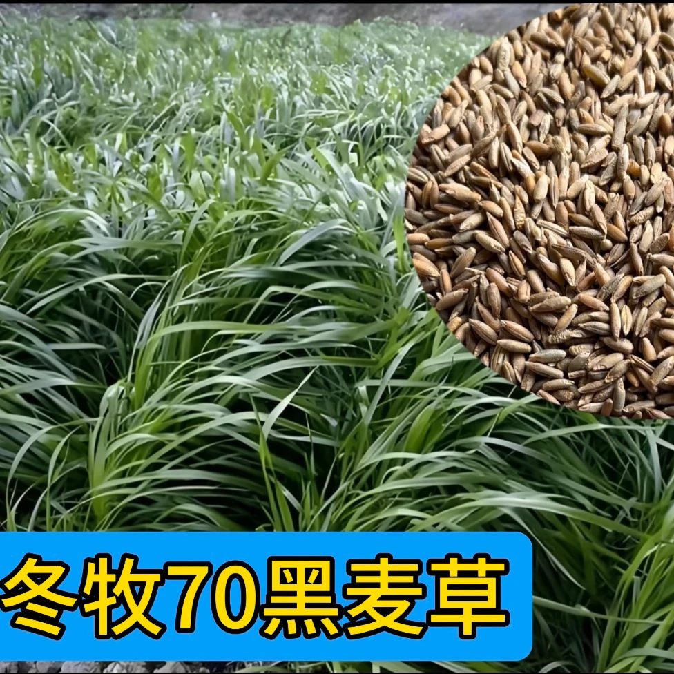 黑麦草种籽冬牧70牧草南北方四季种植喂养牛羊猪鱼鸡鸭鹅耐热耐寒
