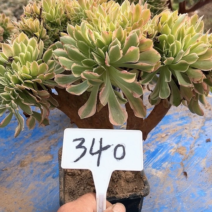 多肉植物女神缀花