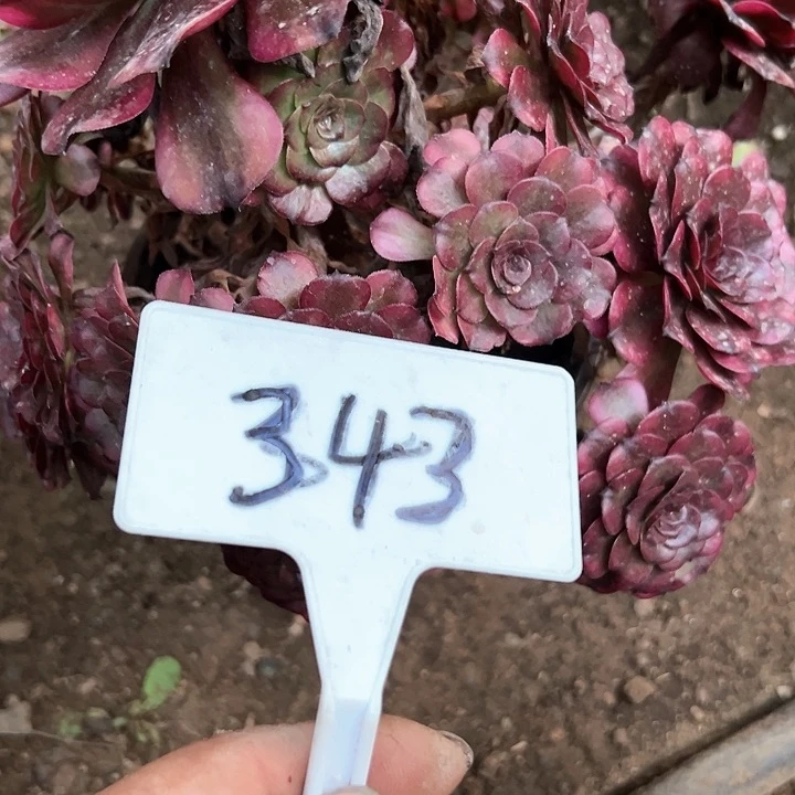 锦****行多肉植物美机法师