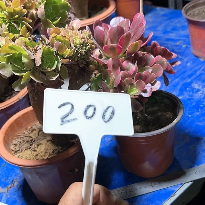 M****g多肉植物组合2个