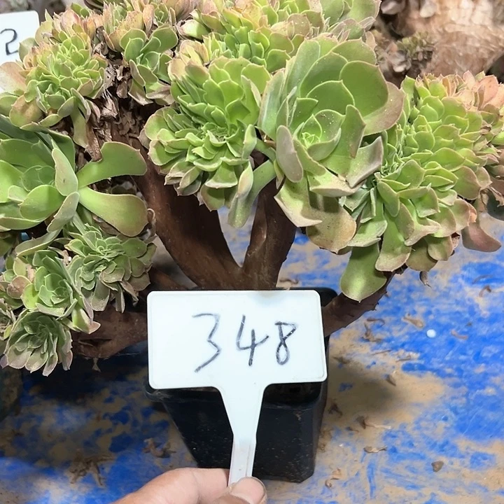 多肉植物玫瑰缀花