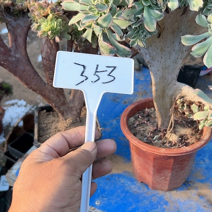 仁**@多肉植物组合3个