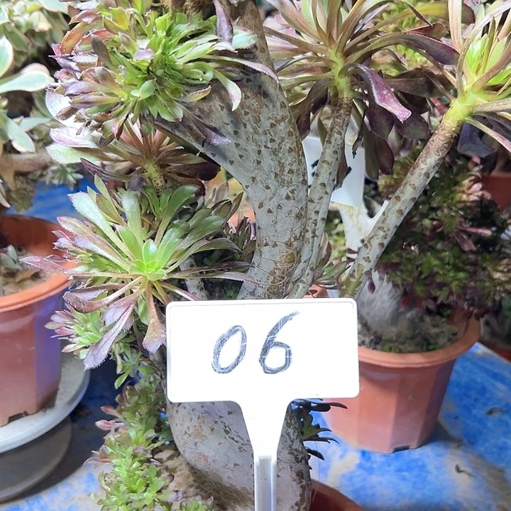 多肉植物黑法师缀花