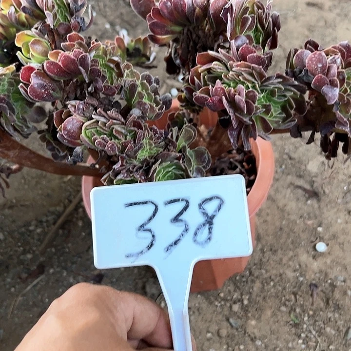 多肉植物欧子缀花