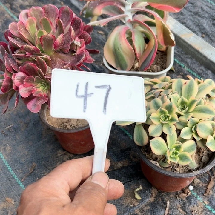 爱***姐多肉植物组合3个