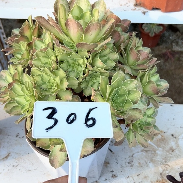 多肉植物绍花法师