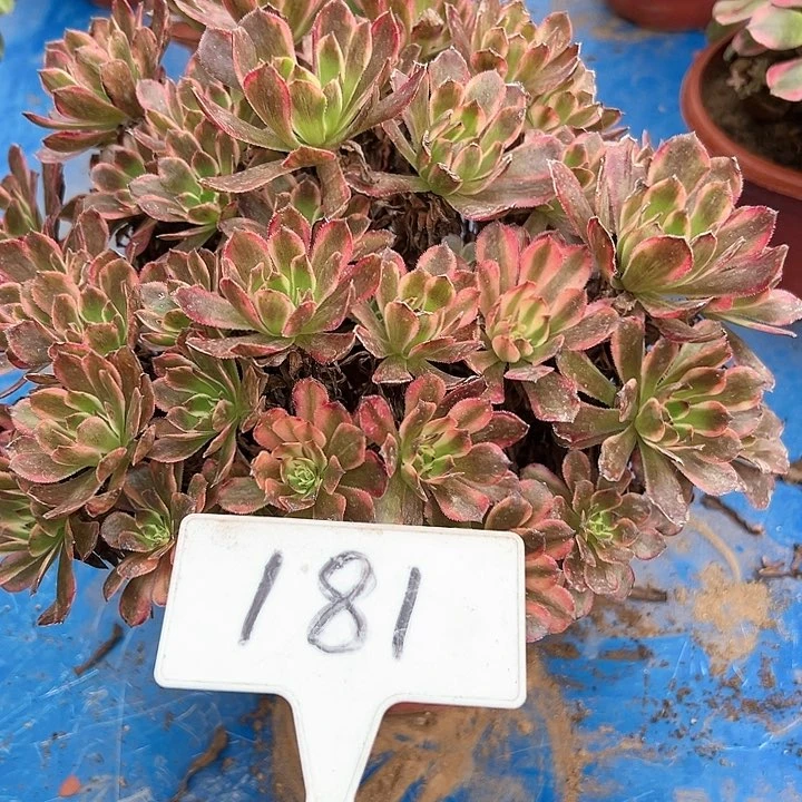 多肉植物红金刚法师