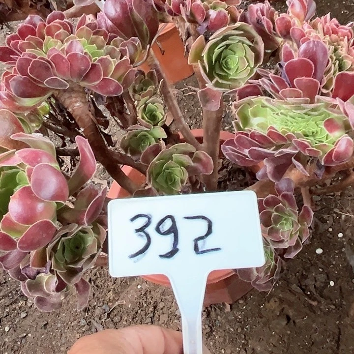 多肉植物欧子缀花