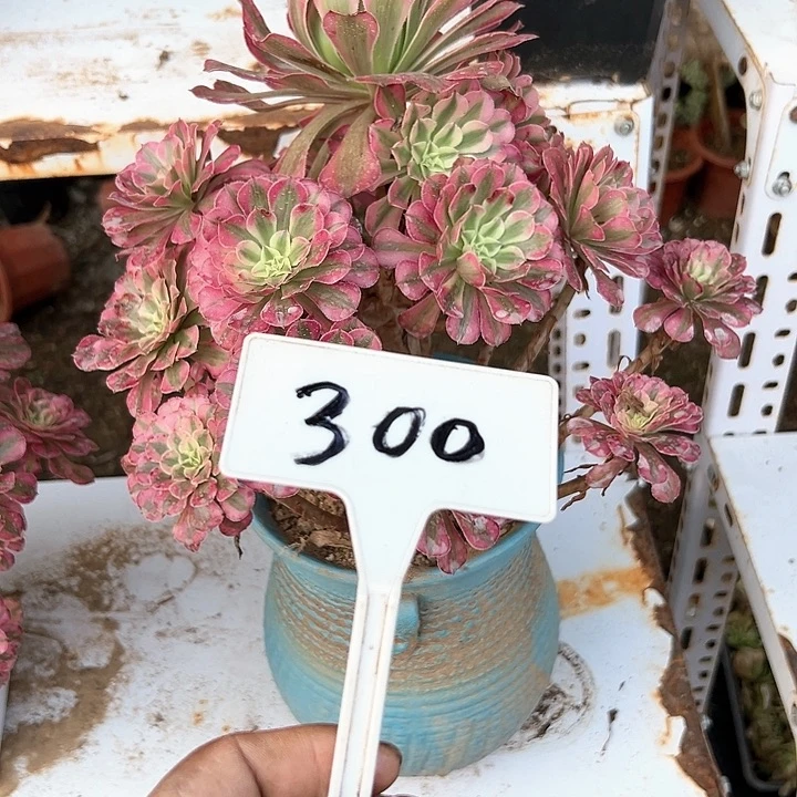 多肉植物红铜白法师