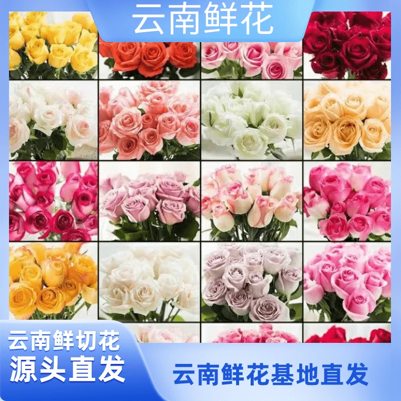 云南昆明玫瑰20+送颗粒鲜 云南昆明鲜花基地直发   收到需要 醒花