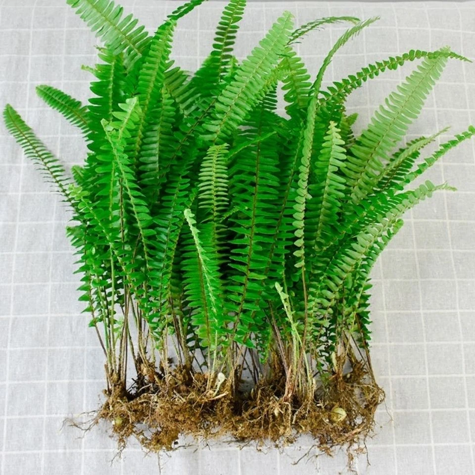 创意网红观叶植物蕨类鳞毛蕨紫萁蕨 室内绿植土培盆栽 懒人花卉