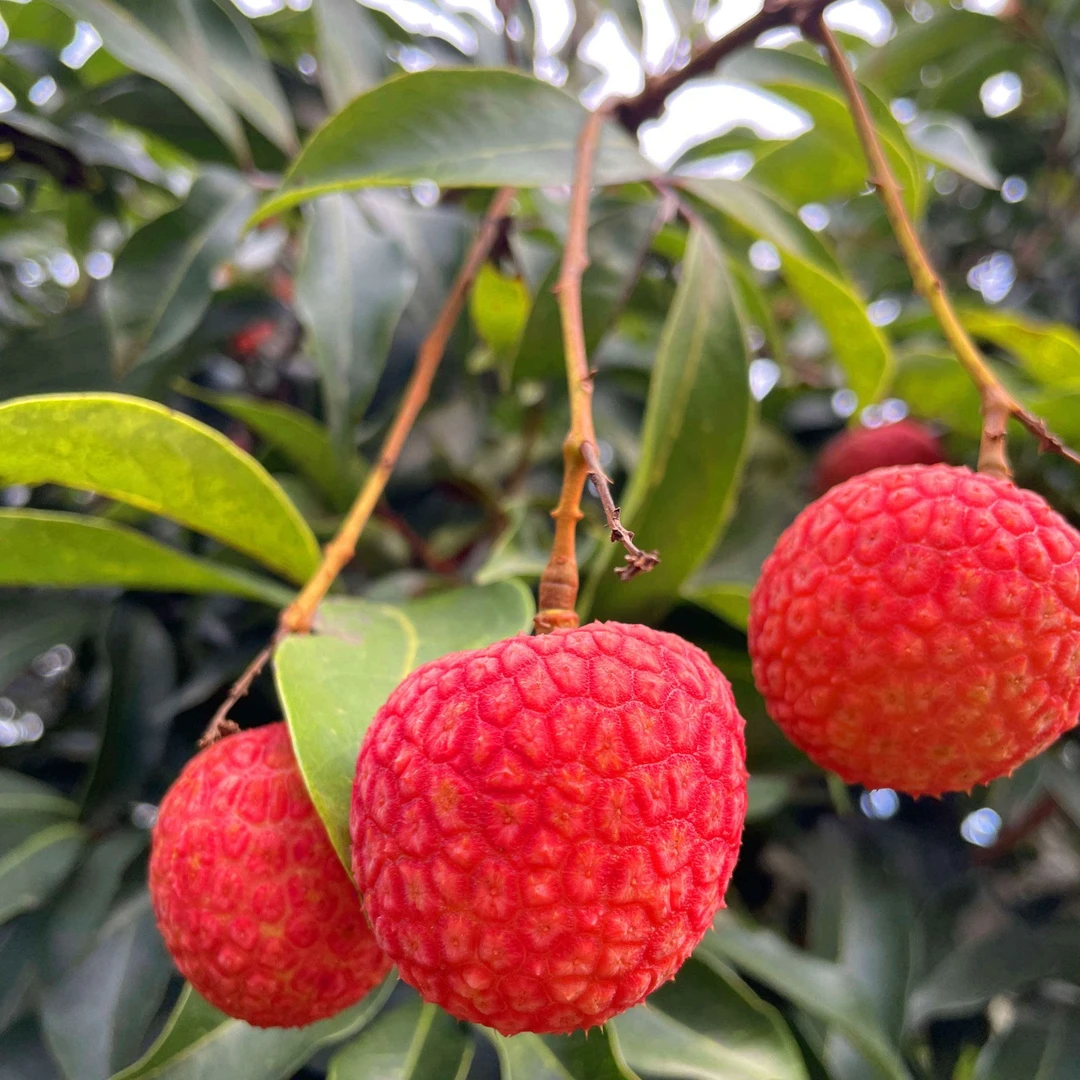 【周谷堆水果】白糖罂荔枝净重6.2斤皮薄酸甜多汁当季现摘鲜果（14）