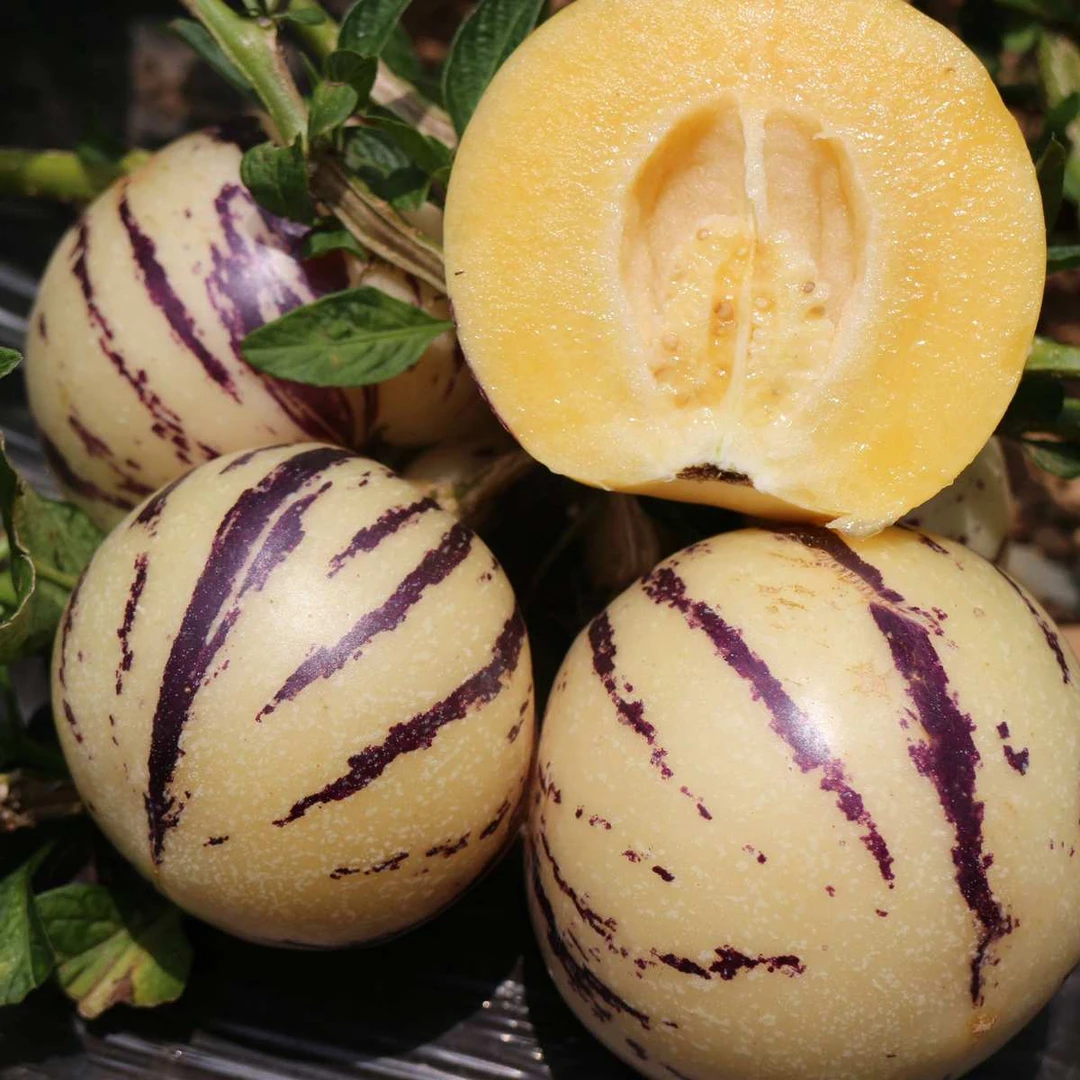 【周谷堆自营】树熟人参果3斤装口感清甜风味独特新鲜现货包邮（13）