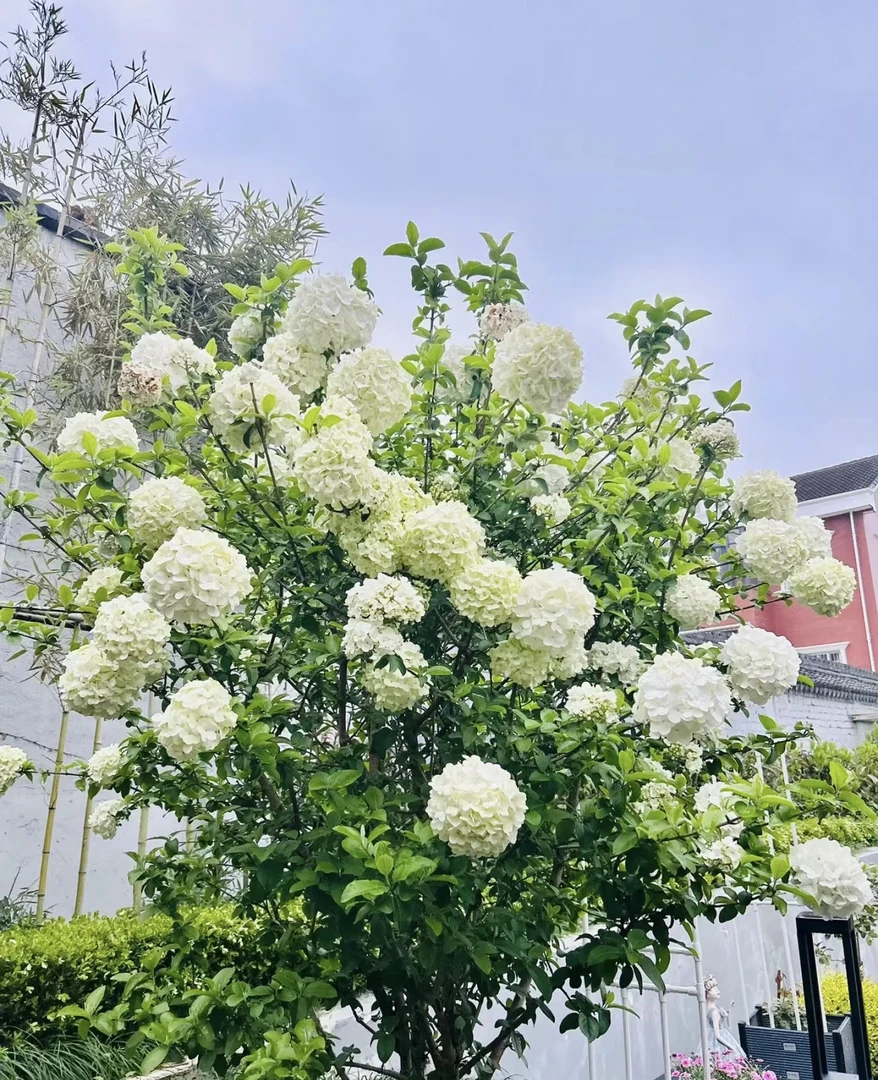 中华木绣球四季绣球庭院地栽花园木本绣球大花斗球耐寒好养棒棒糖