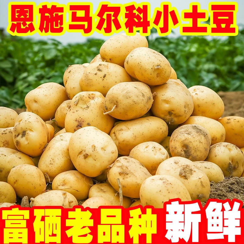 恩施高山富硒马儿科小土豆老品种农家自种非转基因