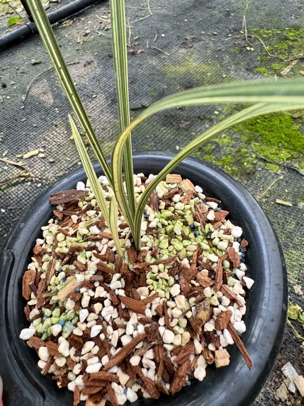 兰花草链接以实物为准二