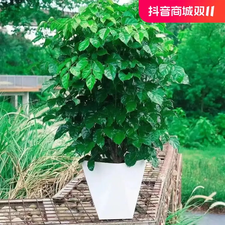 【安迪植悟】幸福树70-80公分绿植盆栽阳台客厅办公室好养耐活