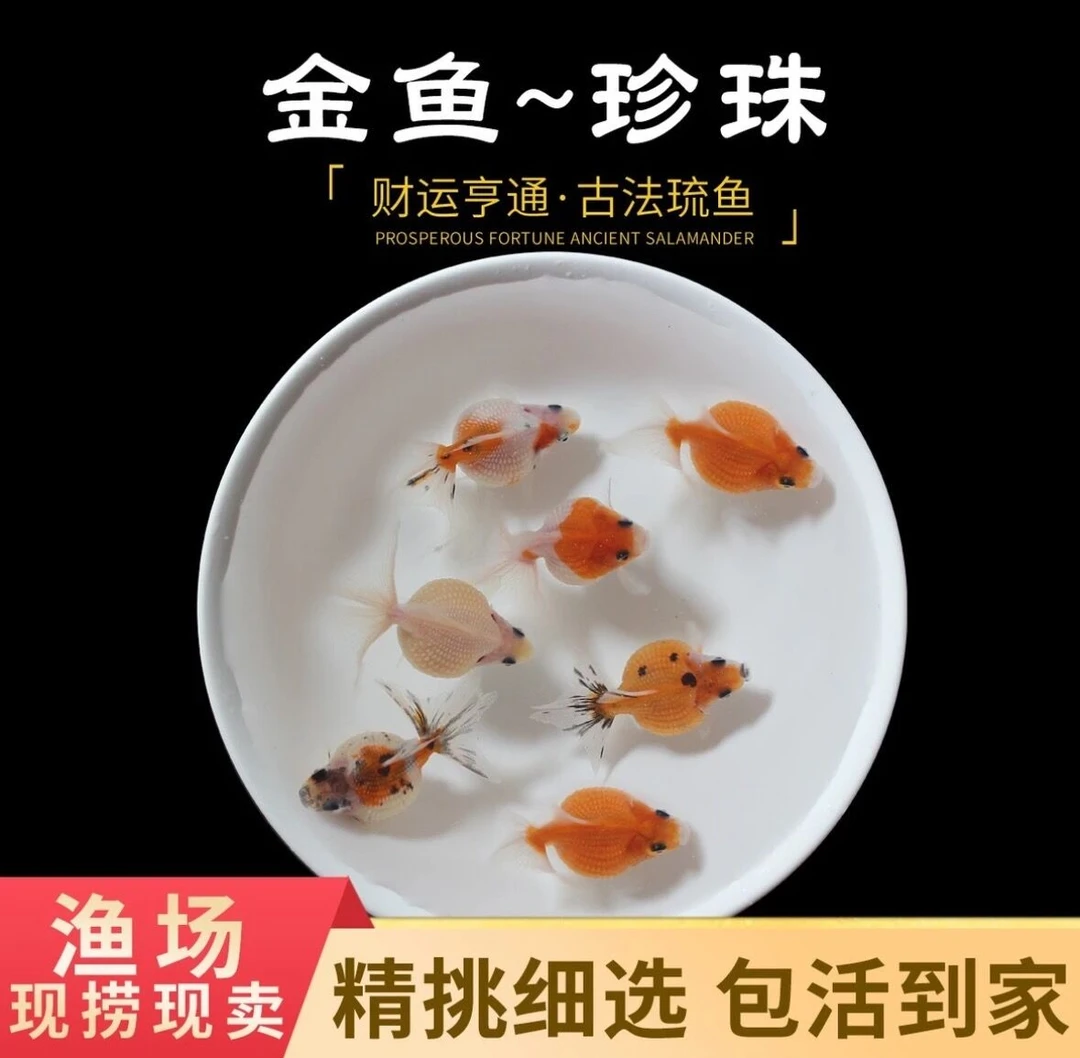 【波妞家观赏鱼直播一对一专拍】珍珠兰寿水泡蝶尾玛丽自家渔场自销