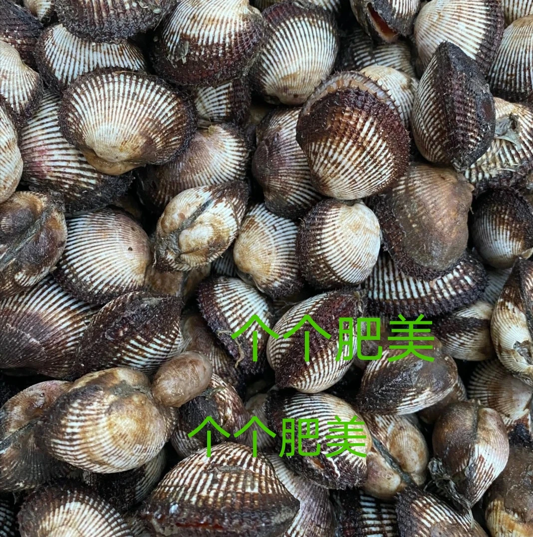 连云港发货 小凡家海捕野生毛蛤5斤 顺丰冷链发货