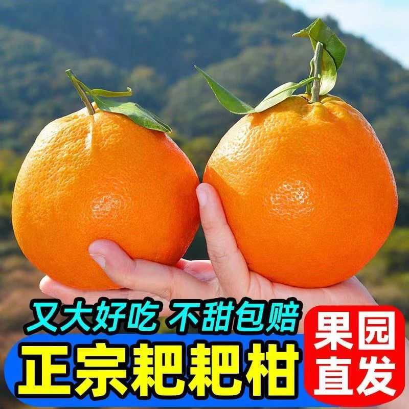 正宗四川春见耙耙柑特级大果新鲜水果粑粑柑杷杷丑桔橘子