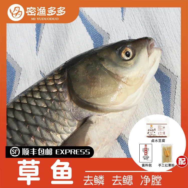 密渔多多/密渔多多草鱼10-20斤包处理配豆腐酱料包