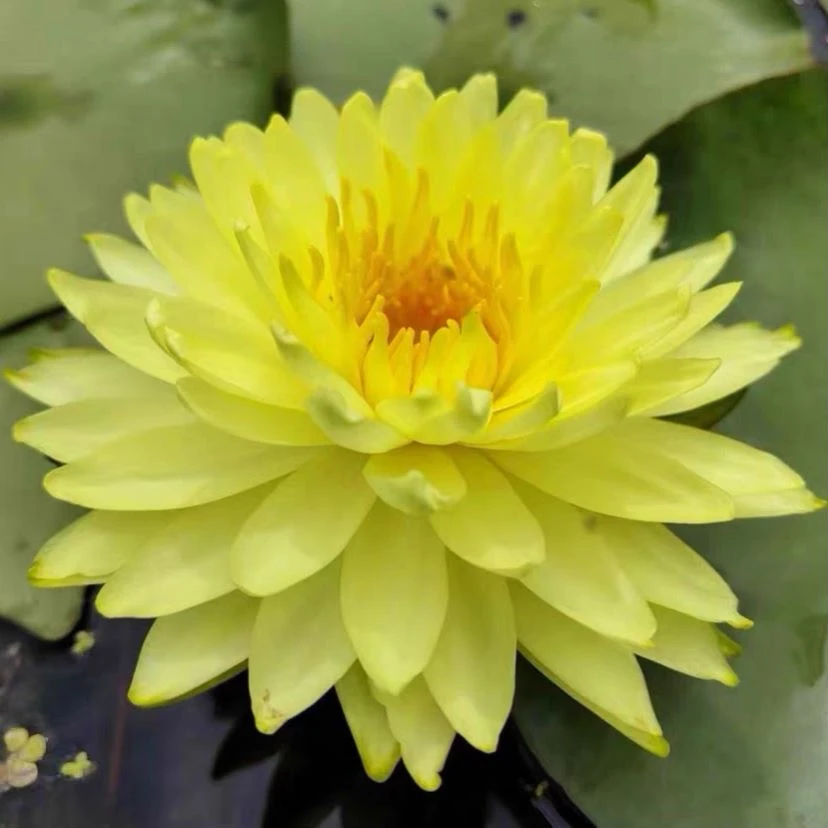 普拉卡 正品睡莲 水生植物 池塘水缸花盆鱼缸种植 四季种植