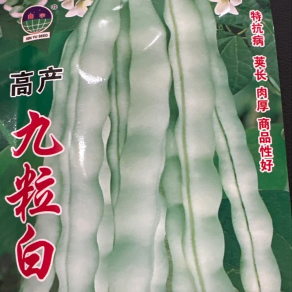 高产九粒白豆角种子