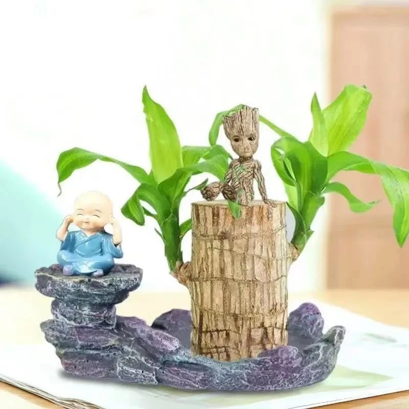 水培植物巴西木幸运木
