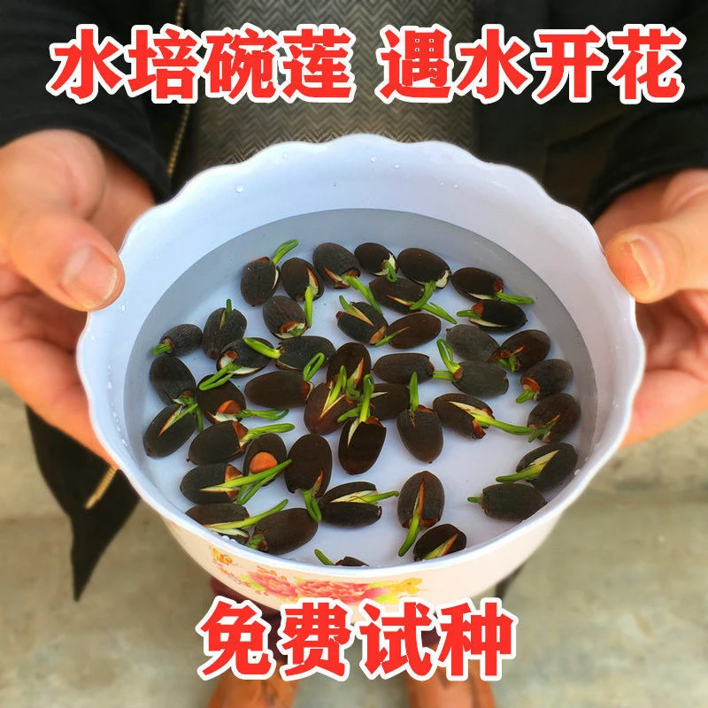 碗莲种子漂亮多彩四季播种开口水培绿植花卉睡莲荷花室内盆栽