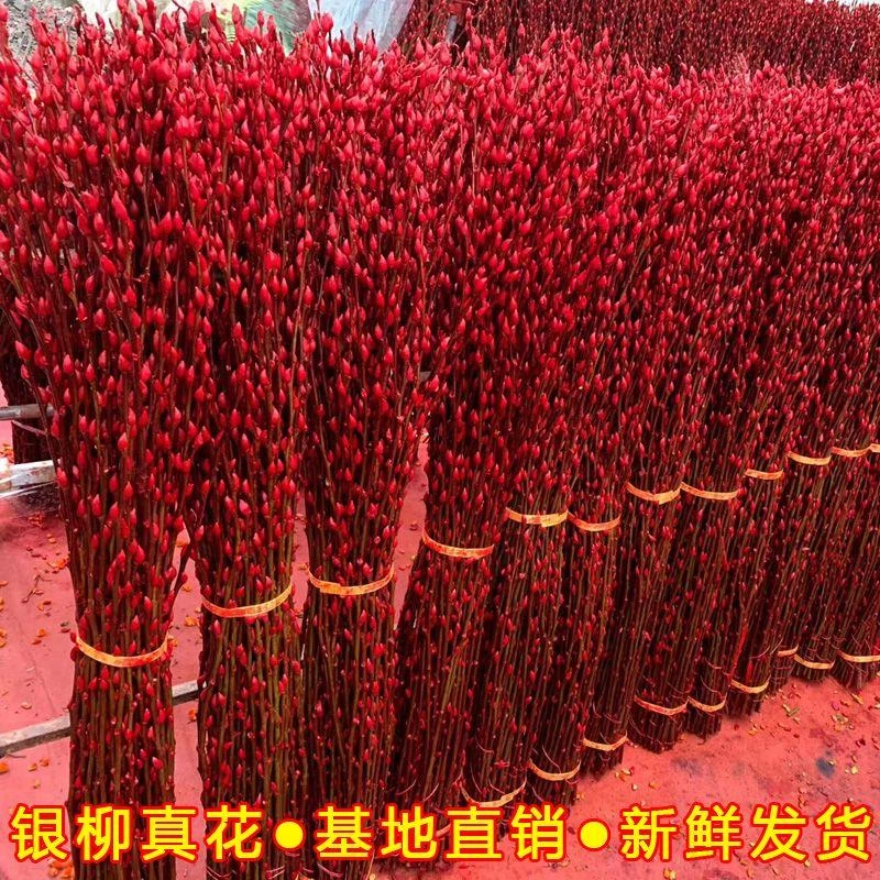 银柳招财真花鲜枝年宵花卉七多彩大红色染色干花装饰柳枝水养