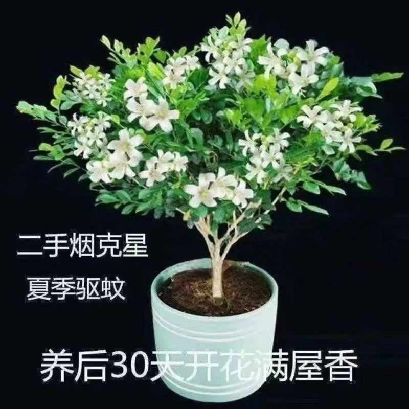 【驱蚊驱虫】四季开花吸甲醛九里香盆栽室内花卉绿植阳台花卉大全