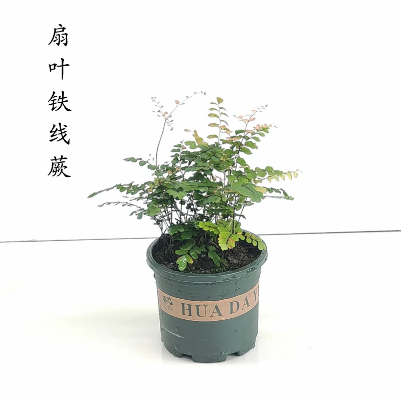 扇叶铁线蕨蕨类植物盆栽盆栽造景素材
