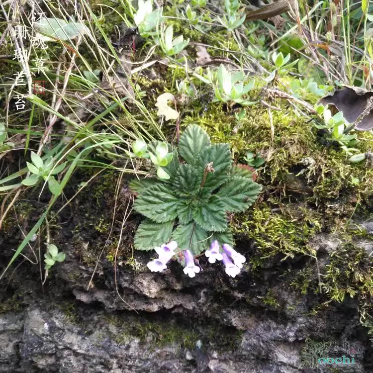 山野绿植苦苣苔珊瑚苣苔还魂草雨林缸微景假山室内绿植桌面盆栽