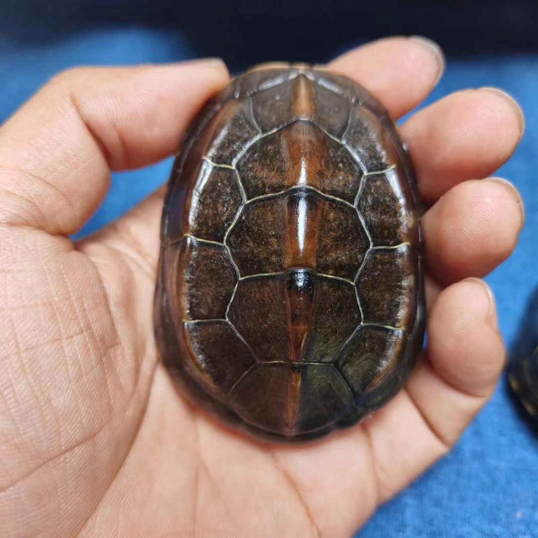 富甲天下 真龟壳文玩 手把件 摆件 车挂件（直播间一物一拍）