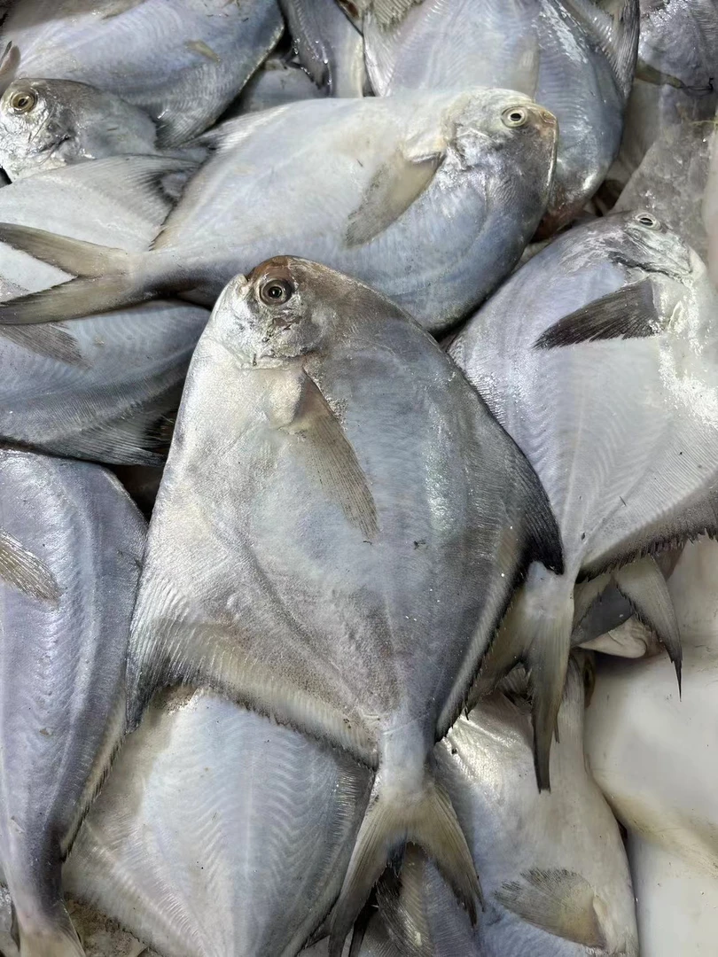 惠来县神泉港扫莲白昌鱼  到手5包  5条左右一包  省内包邮