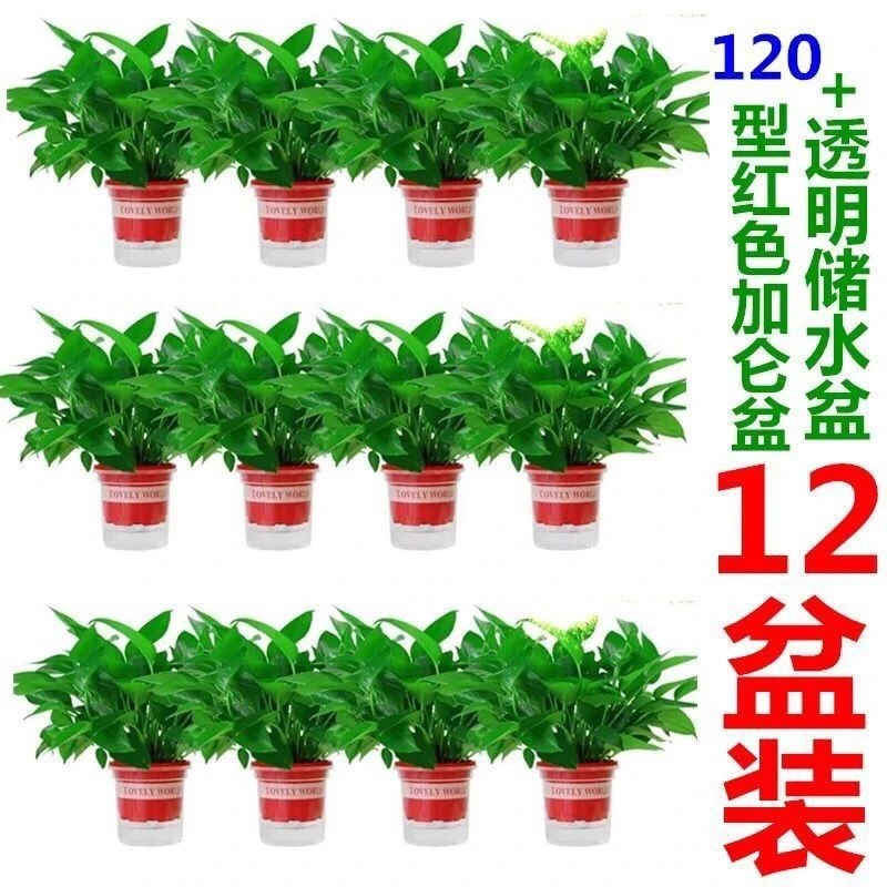 绿萝盆栽植物吊兰水培室内吸甲醛净化空气长藤绿植绿罗箩花卉批发