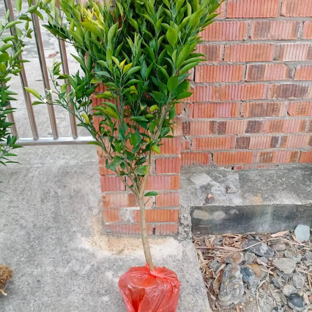 庭院盆栽地栽绿植园艺花卉一物一拍